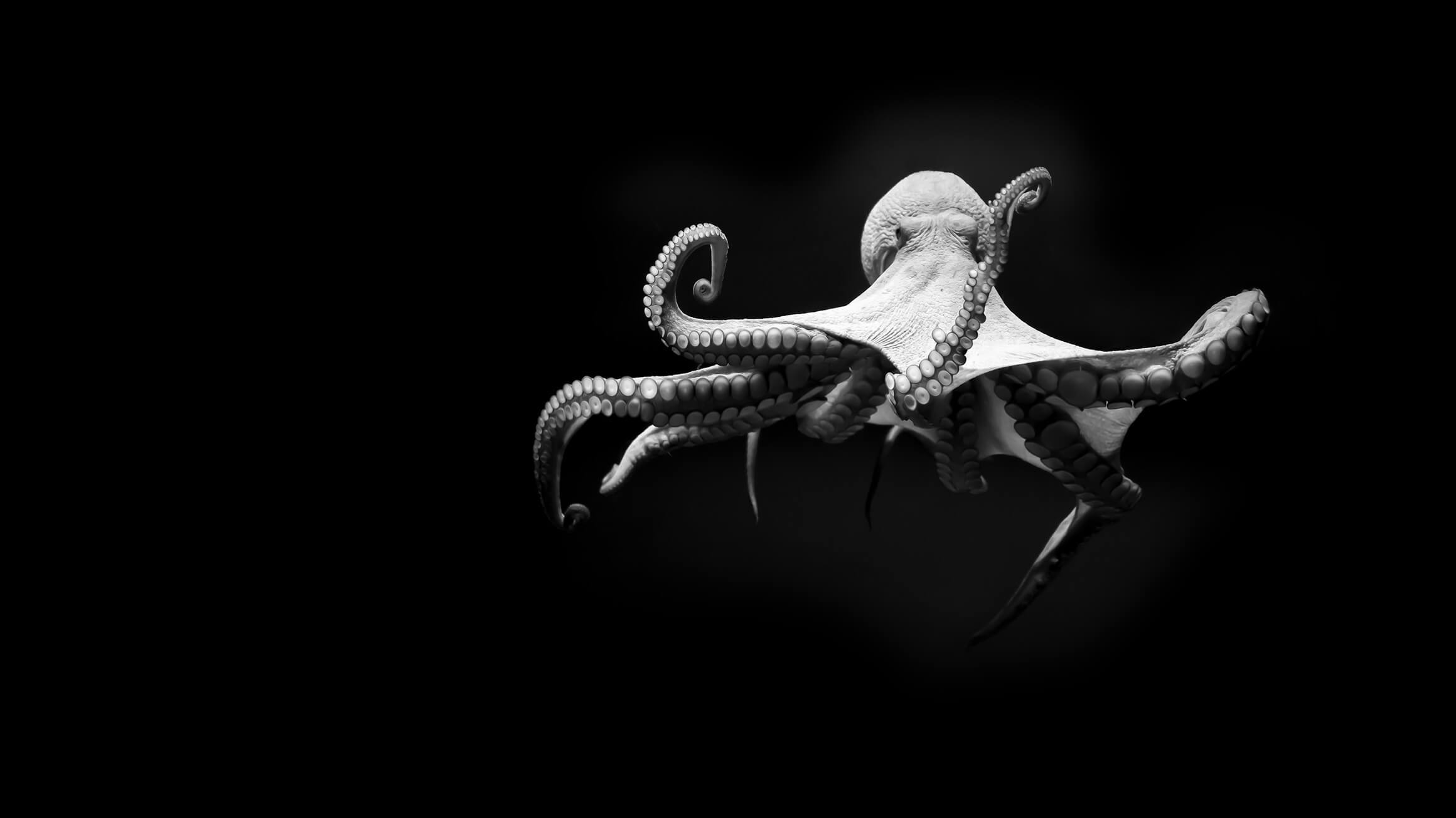 oktopus-frei-black_small
